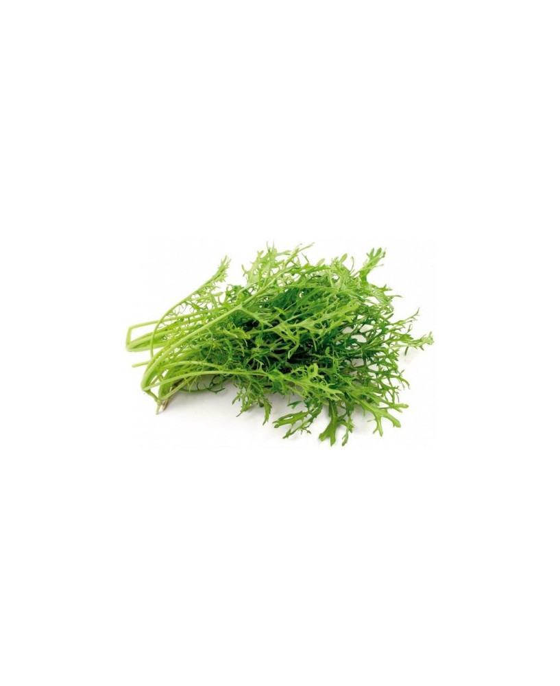 Mostaza verde rizada