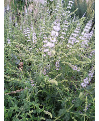 Menta sabor fresa