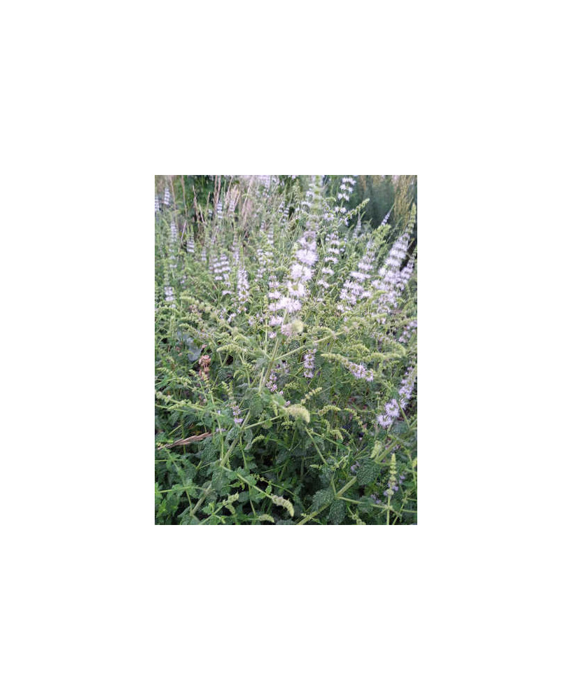 Menta sabor fresa