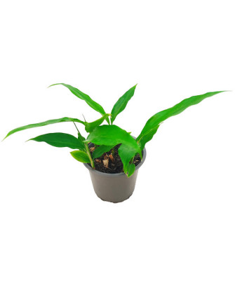 Jengibre Galanga