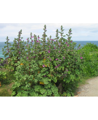 Malva arbórea
