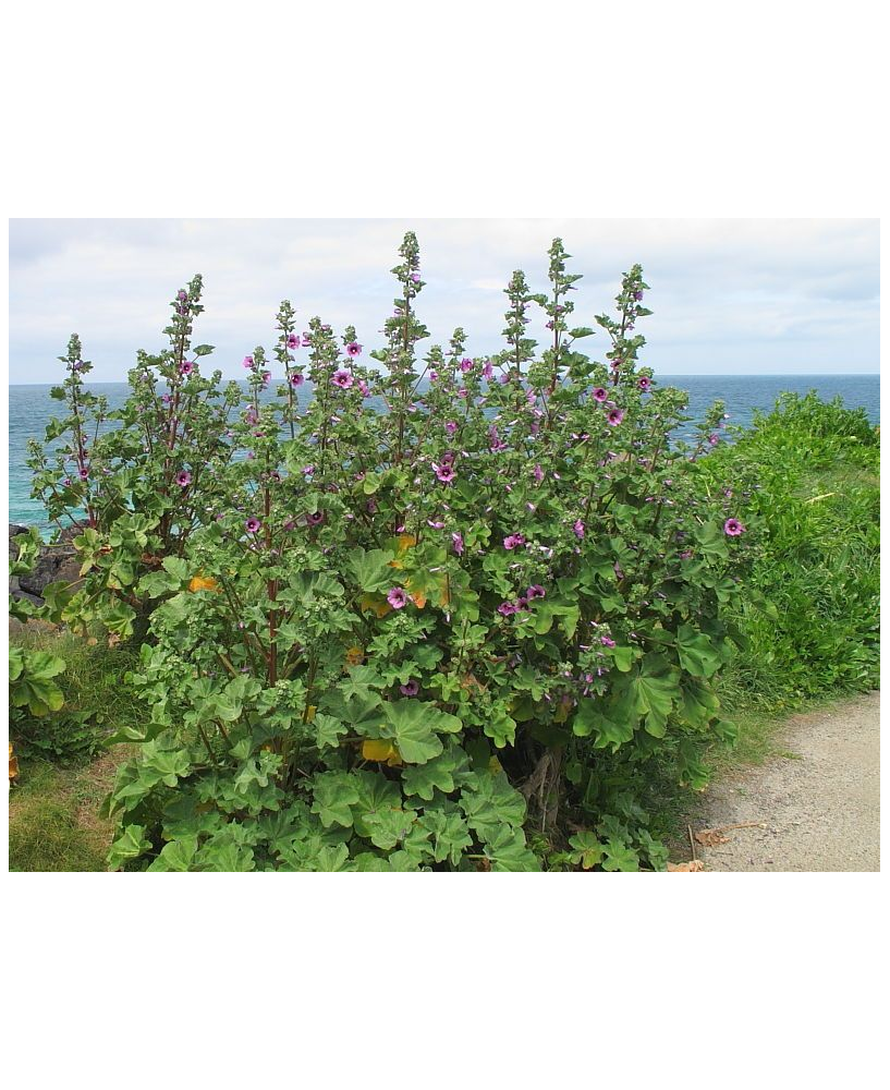 Malva arbórea