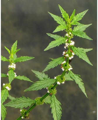 Menta de lobo