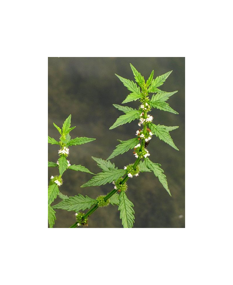 Menta de lobo
