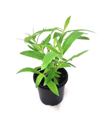 Kokilaksha planta afrodisiaca