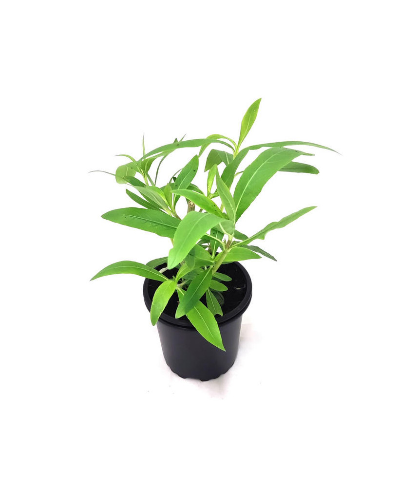 Kokilaksha planta afrodisiaca