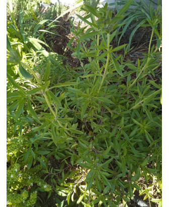 Menta limón / Bergamota