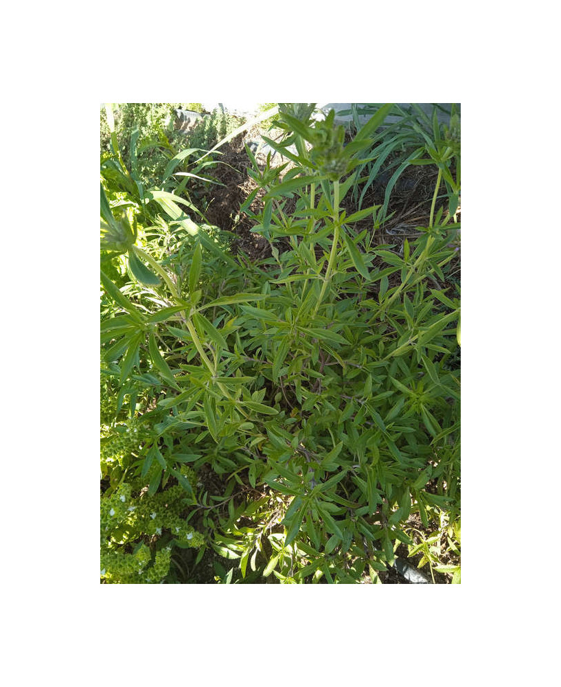 Menta limón / Bergamota