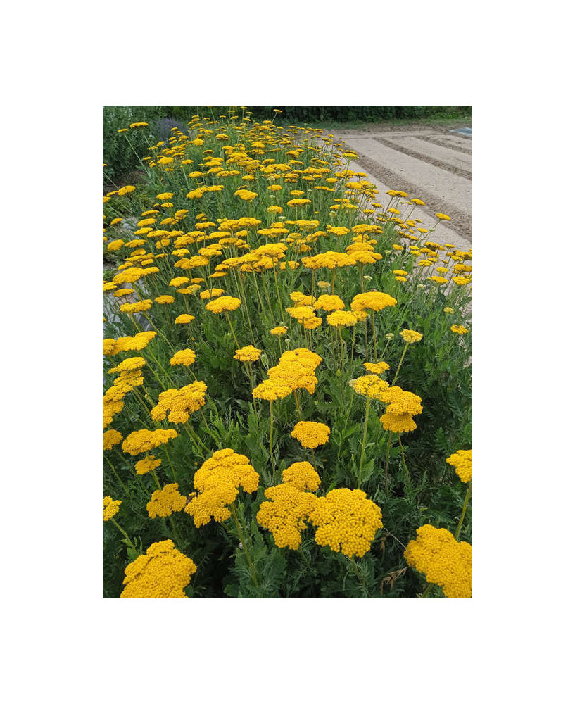 Milenrama flor amarilla
