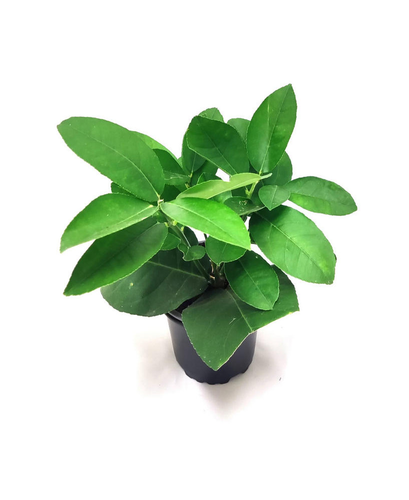 Limonero ponderosa