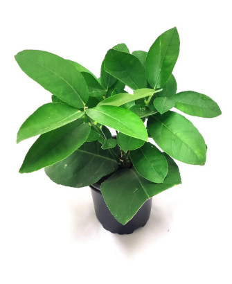 Limonero ponderosa