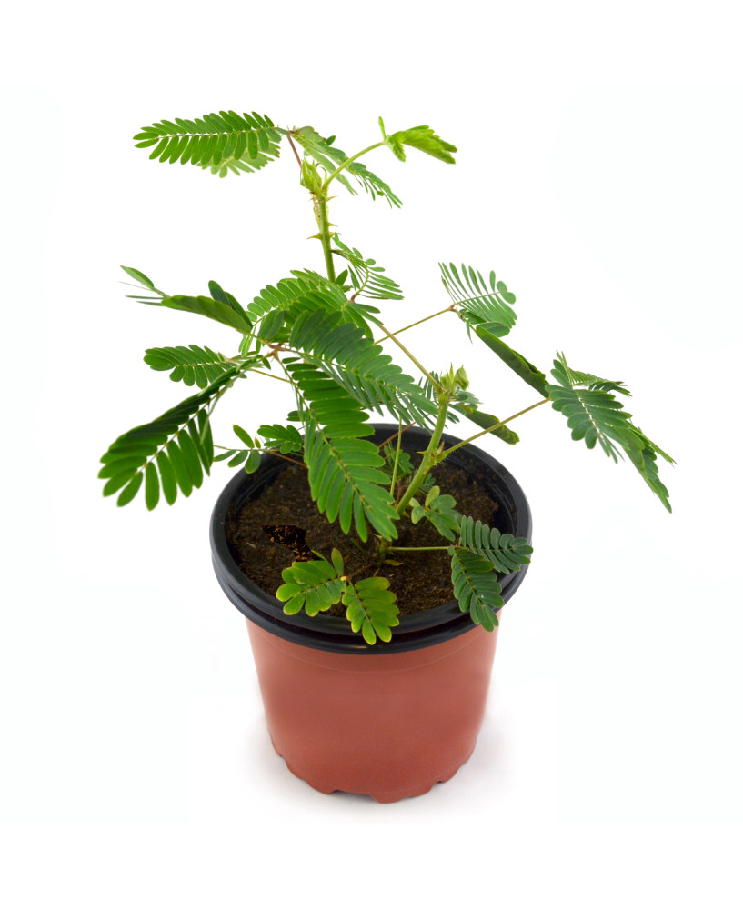 Mimosa púdica