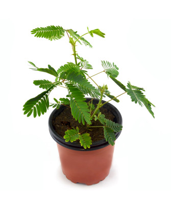 Mimosa púdica