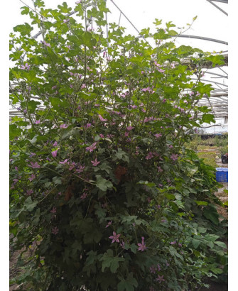 Malva flor morada grande