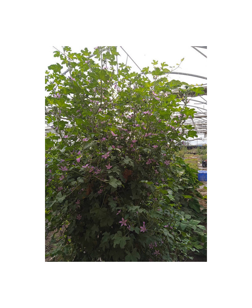 Malva flor morada grande