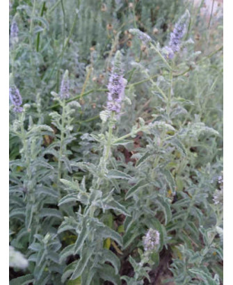 Menta blanca