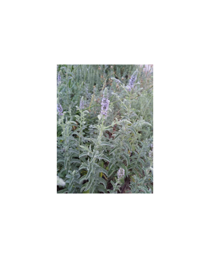 Menta blanca