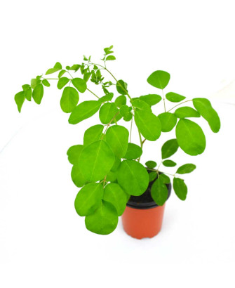 Moringa o árbol de la vida