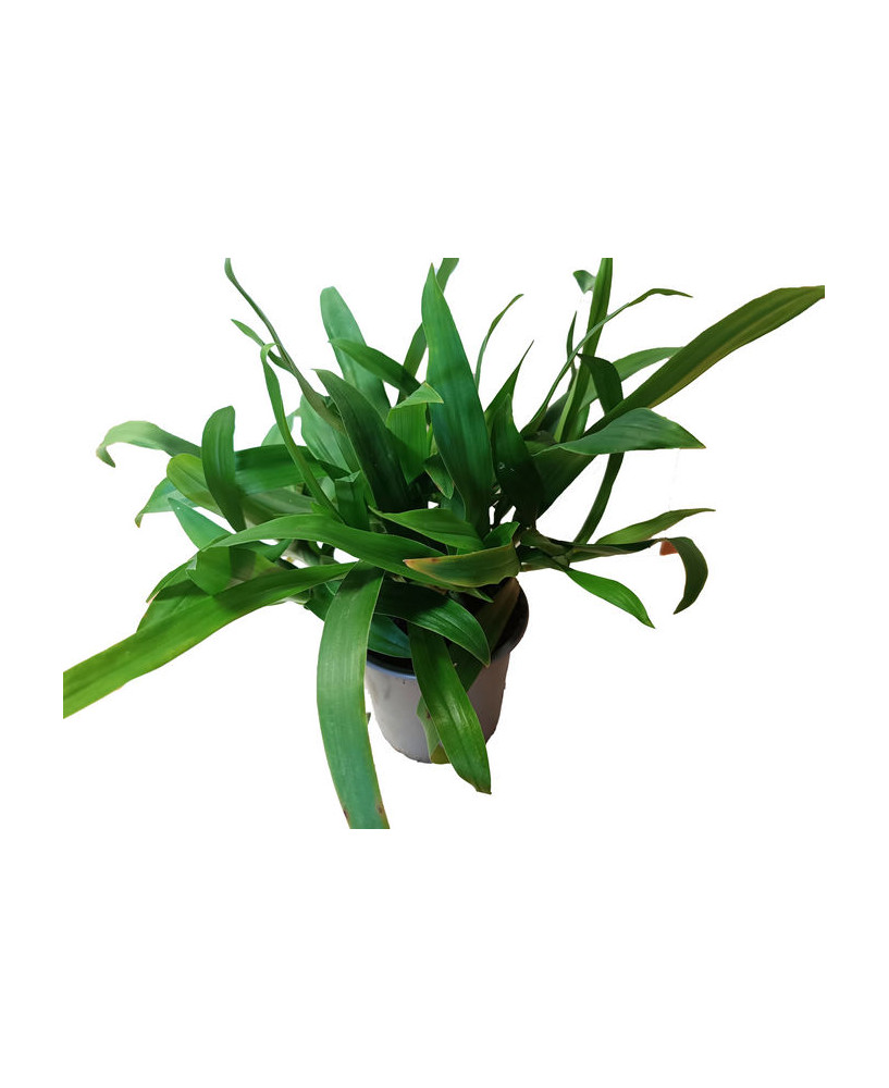 Murdannia