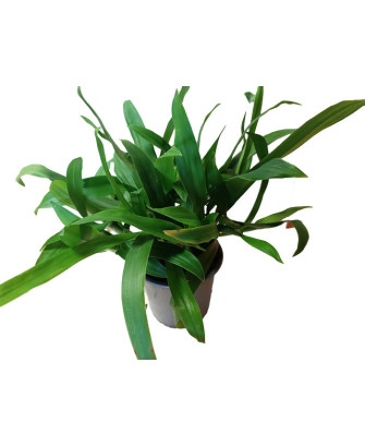 Murdannia