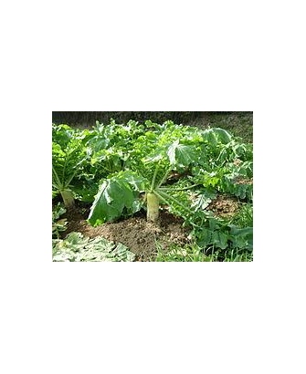 Nabo daikon