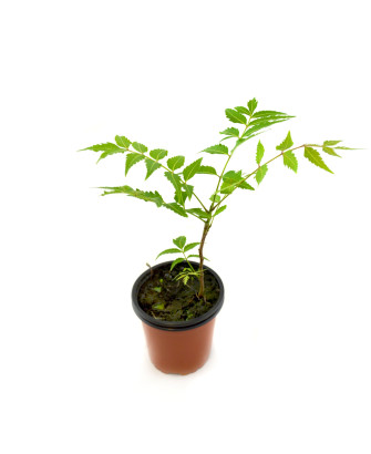 Neem
