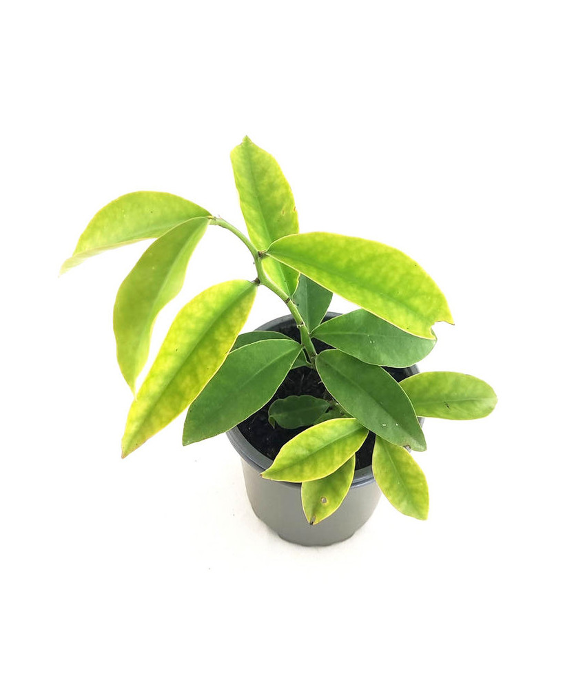 Ora Pronobis