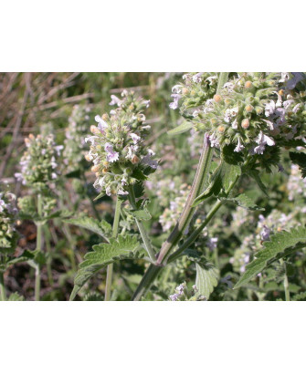 Hierba gatera de hoja grande