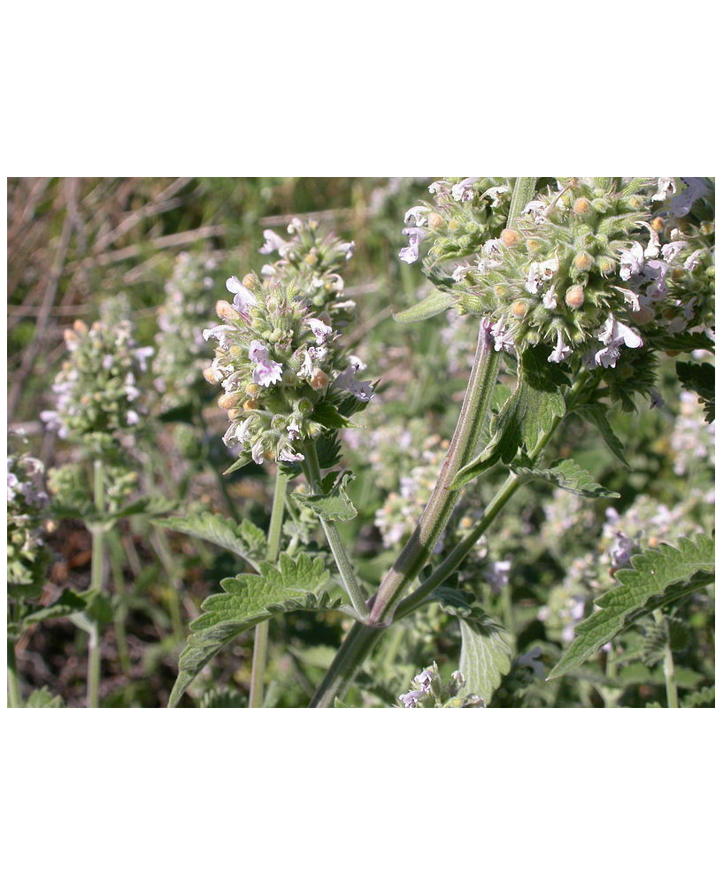 Hierba gatera de hoja grande