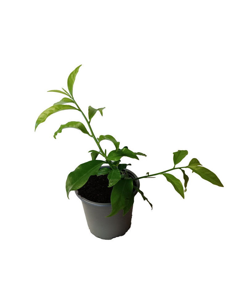Ora Pronobis hoja estrecha