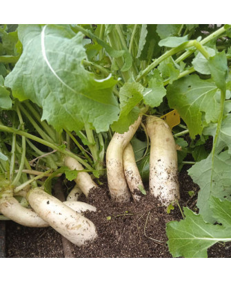 Nabo blanco Virtudes Martillo