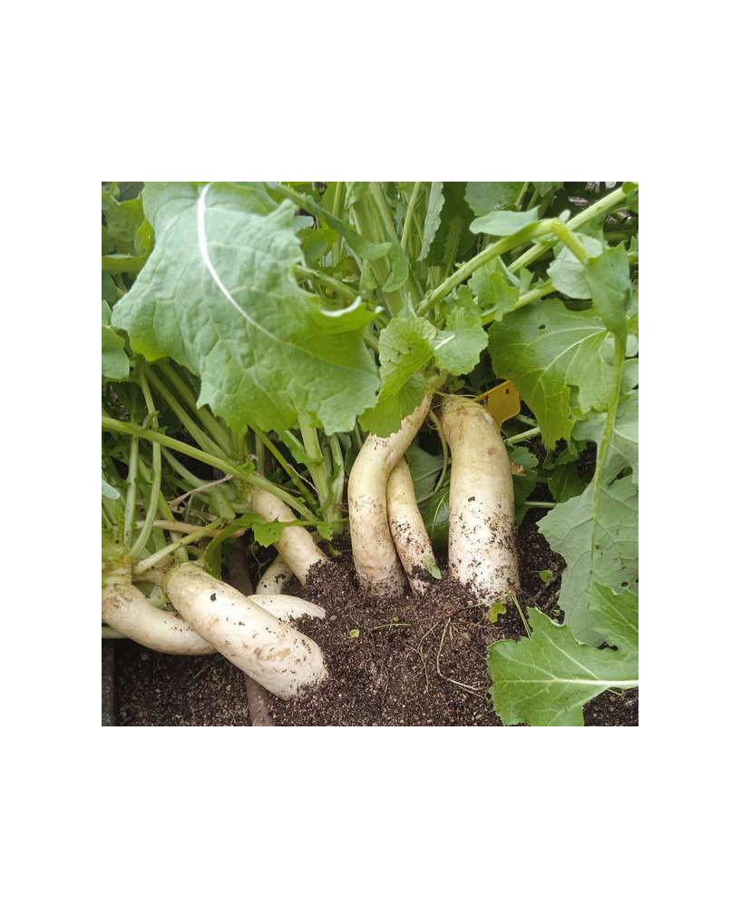 Nabo blanco Virtudes Martillo