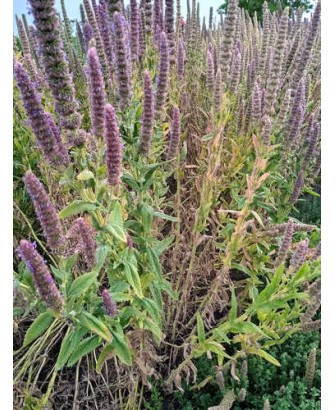 Nepeta caterina tuberosa