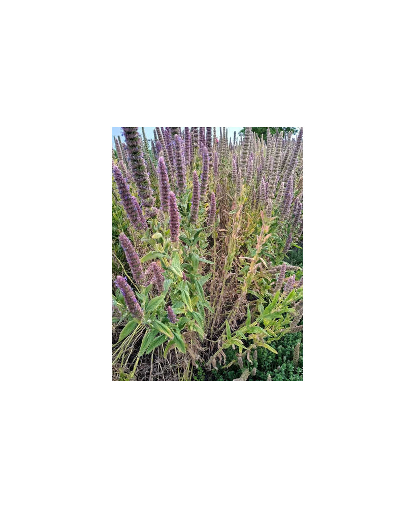 Nepeta caterina tuberosa