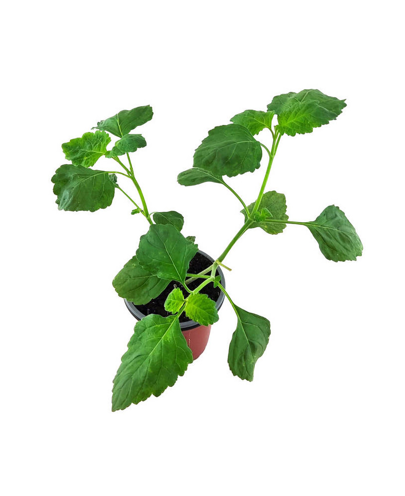 Pachuli