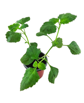 Pachuli