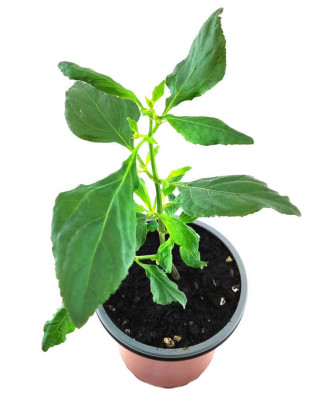 Pachuli indio