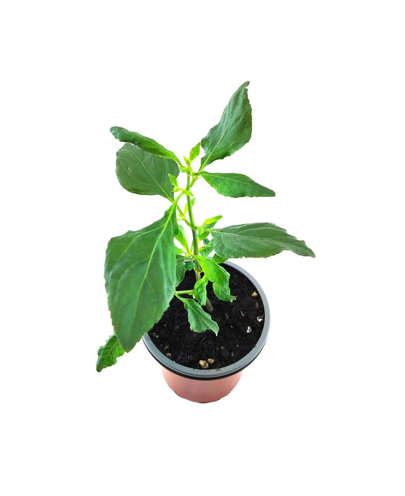 Pachuli indio