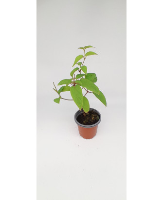 Paederia foetida