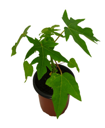 Papaya