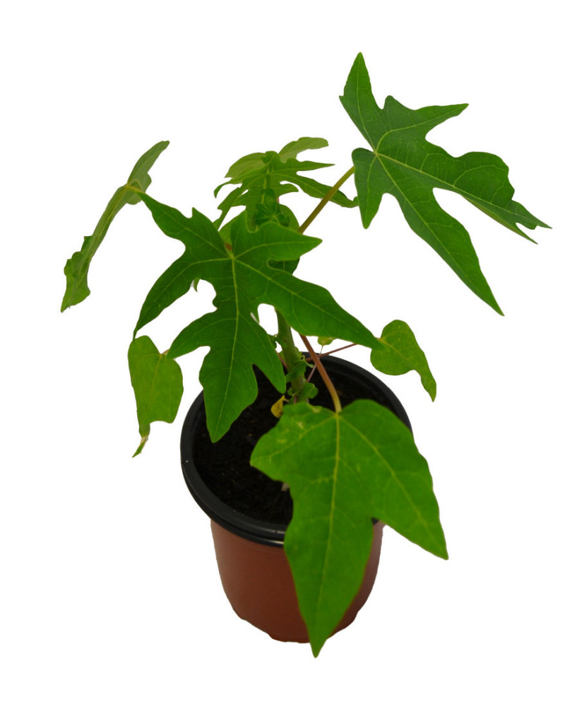 Papaya