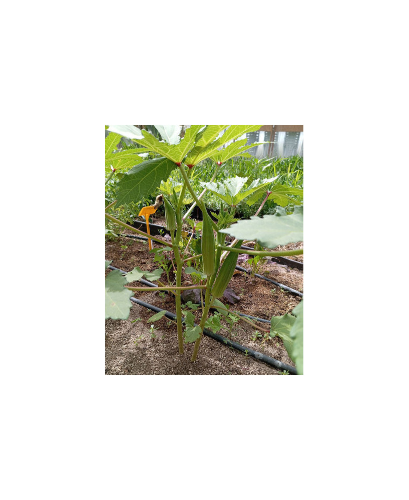 Ocra verde, 100gr