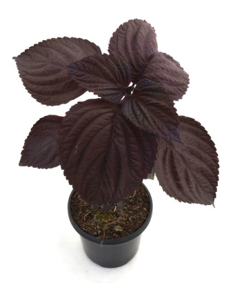 Perilla morada