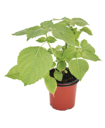 Perilla verde