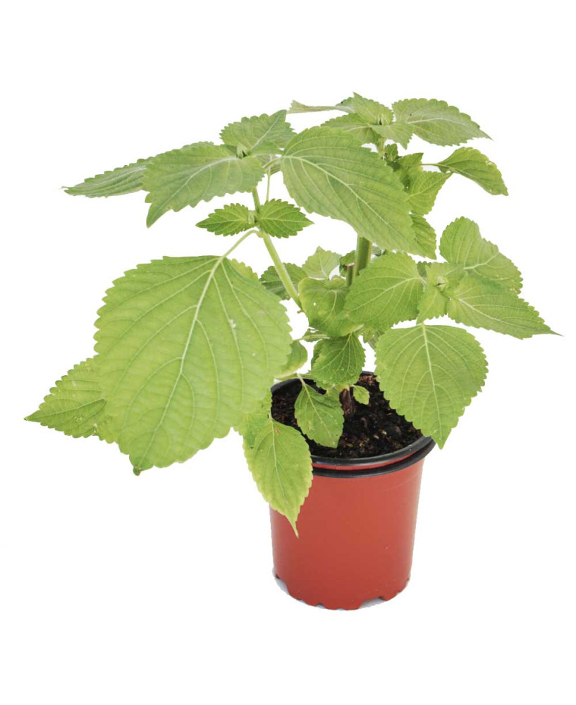 Perilla verde