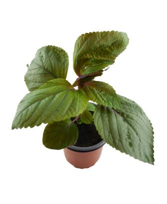Perilla verde y roja de Corea