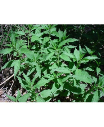 Ortiga dioica (mayor)