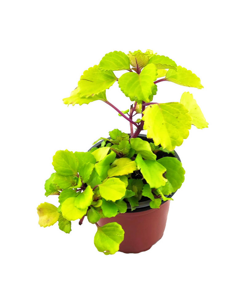 Planta del dinero