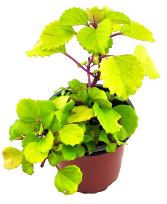 Planta del dinero