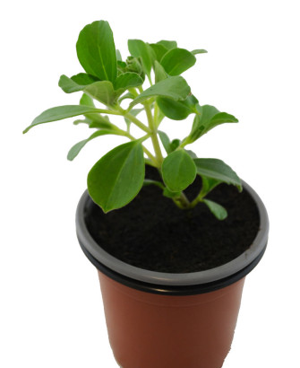 Planta anti gatos y perros verde